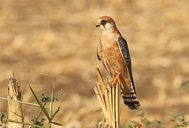 Red Footed Falcon Falco vespertinus,Meitzar ,Golan heights,Israel September 2013 Lior Kislev
